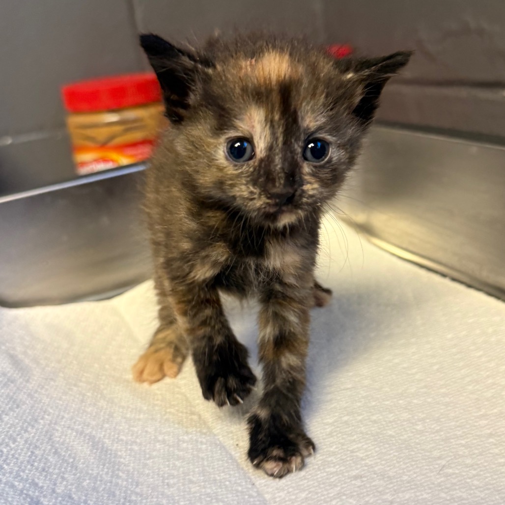 Tusc Stray 85322 2