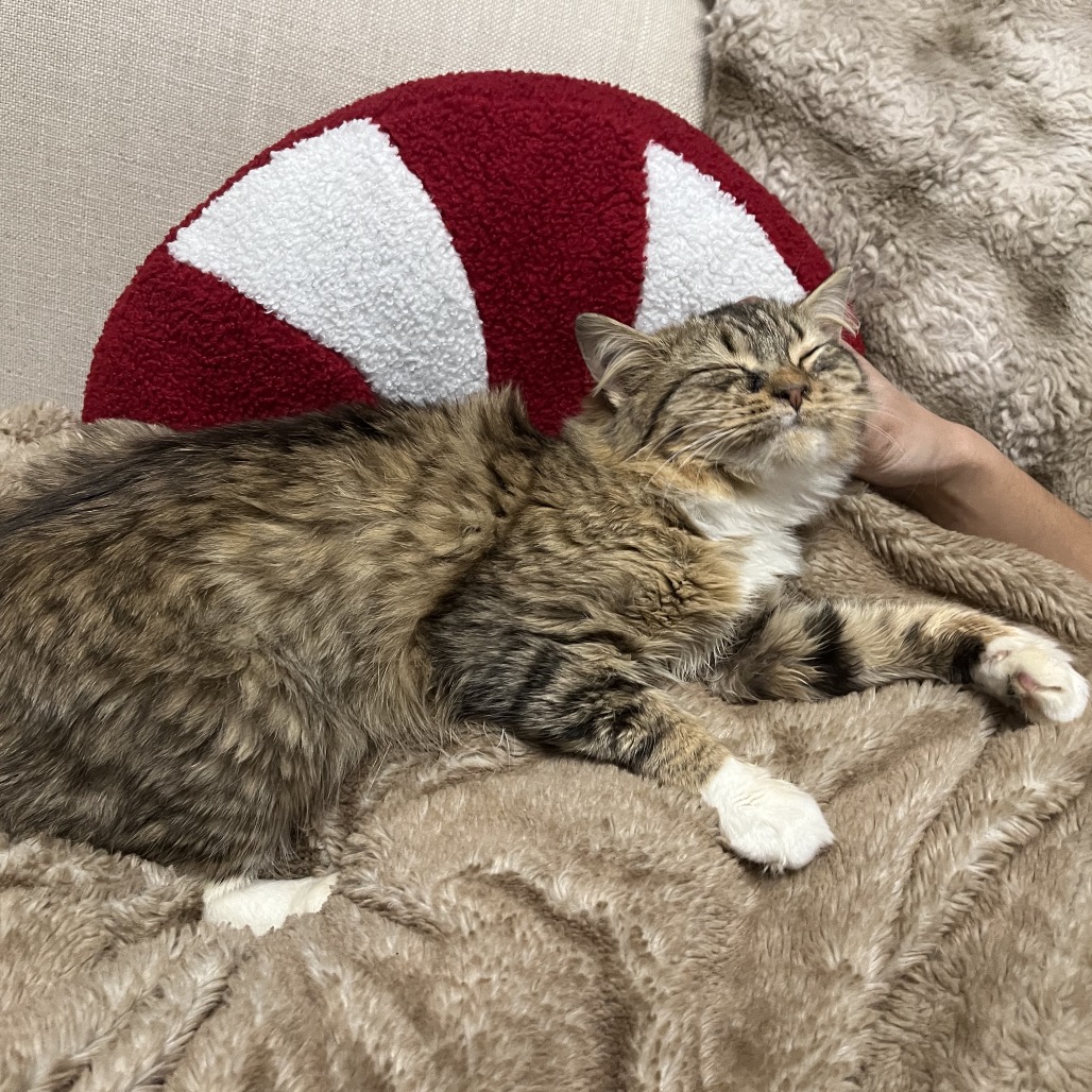 Moxie — thumbnail 3