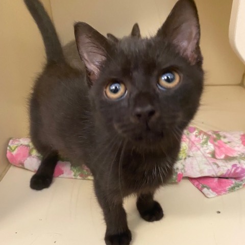 EXODUS - Domestic Shorthair for adoption in Dayton