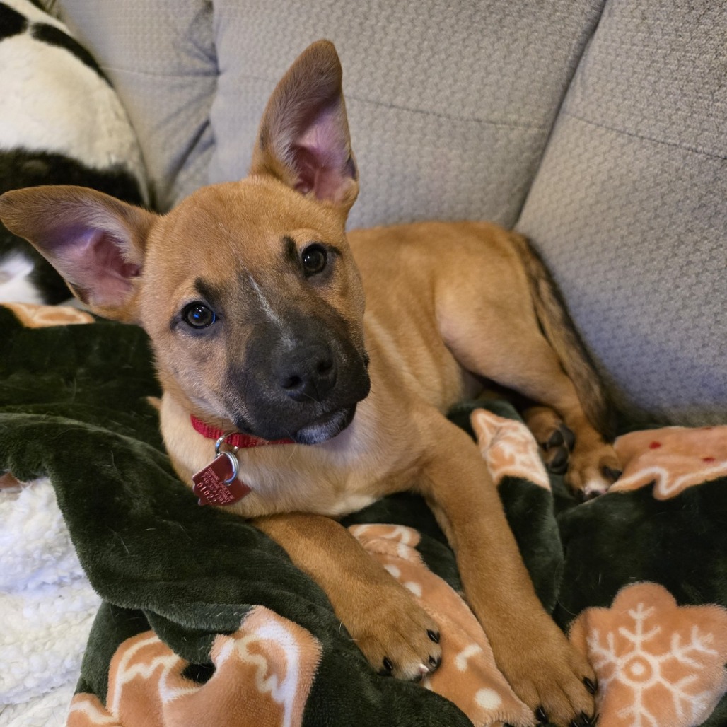 Mandolin Rain — thumbnail 3