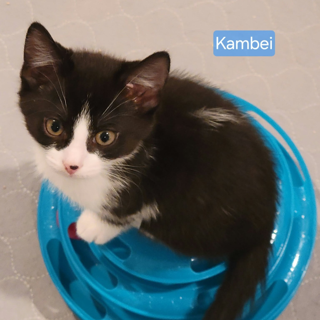 Kambei, photo 3