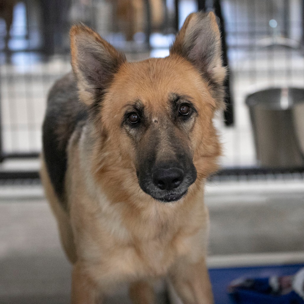 ZELDA (S26-39) - Shepherd / German available for adoption