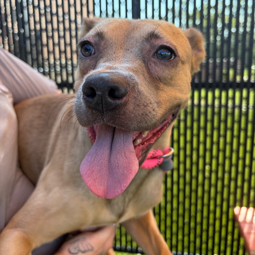 MOANA - Mixed Breed (Medium) available for adoption