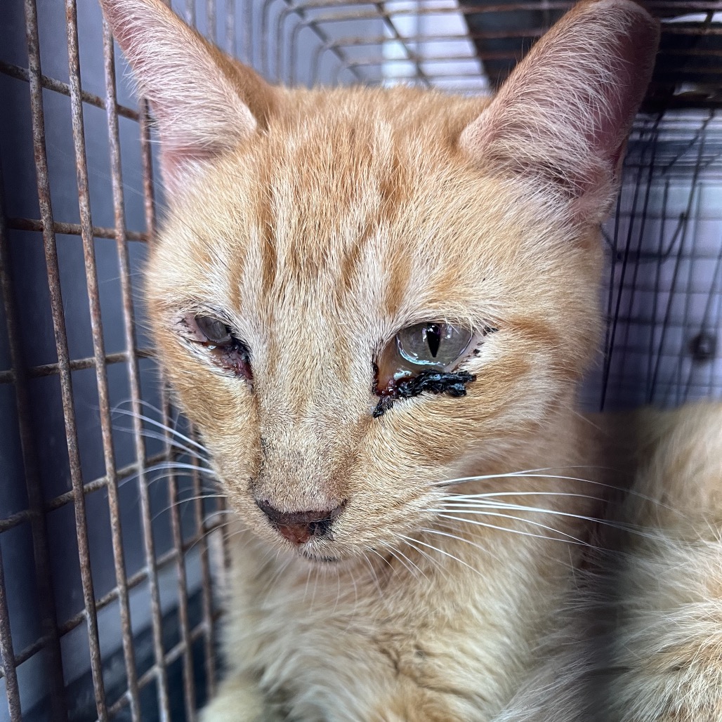 PARMESAN - Domestic Shorthair available for adoption