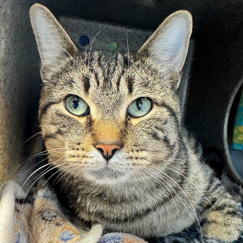 Houdini