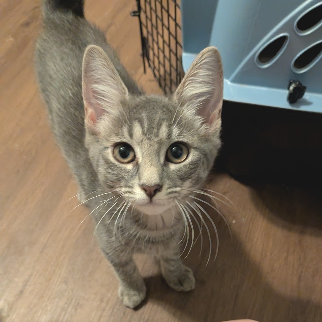 RACHEL - Domestic Shorthair available for adoption