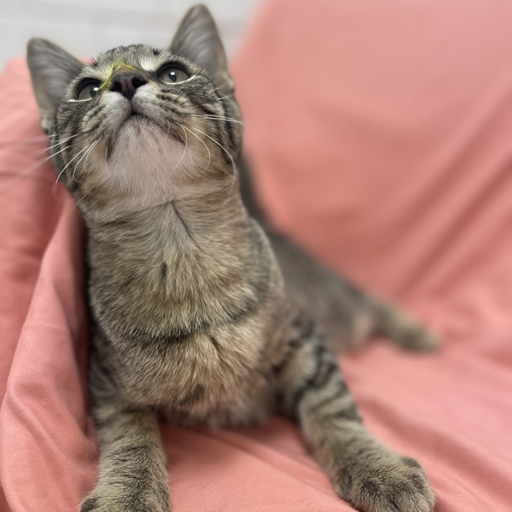 Cheerio — thumbnail 2