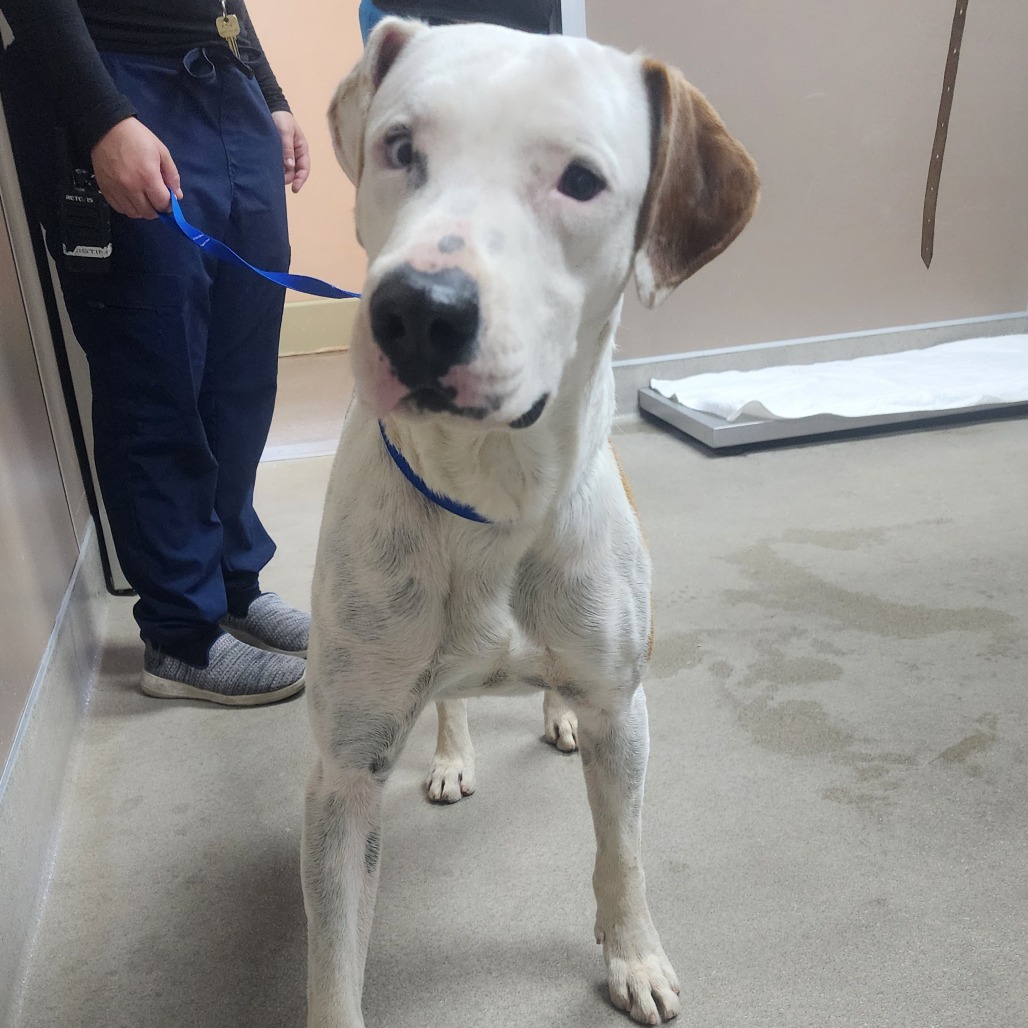Kennel#24 Stout's preview photo