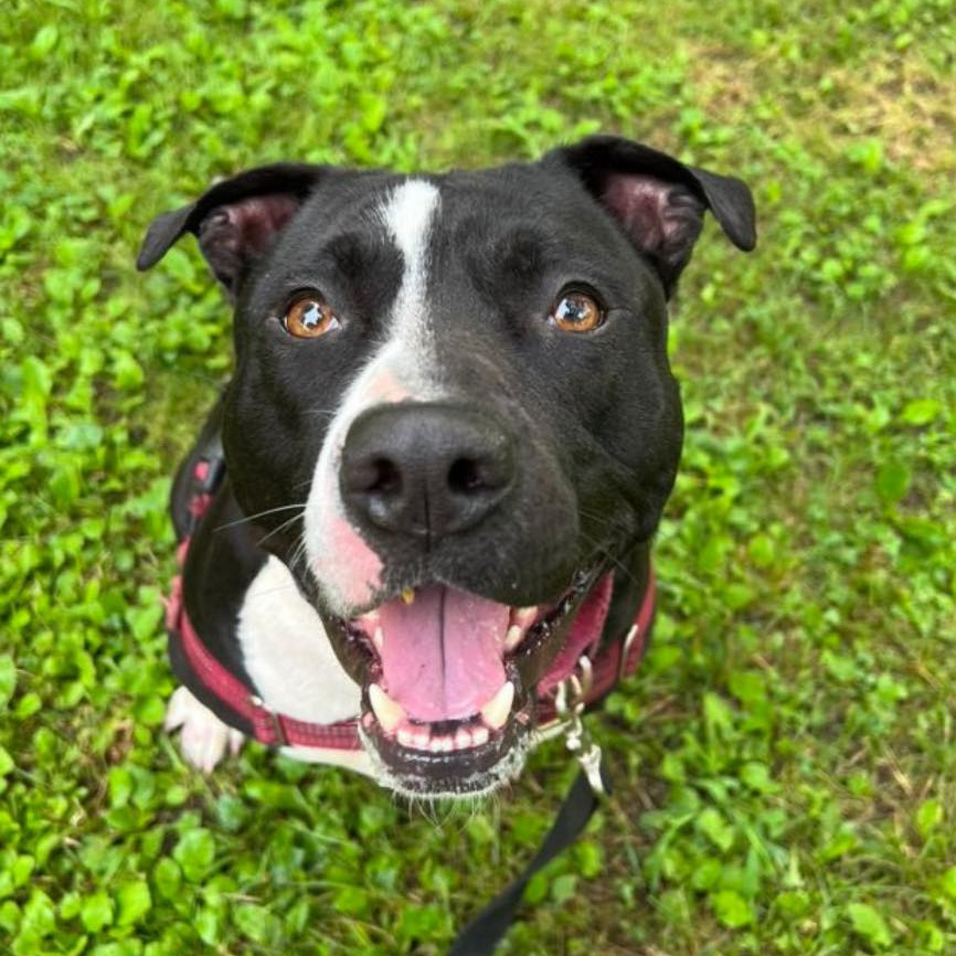 Photo of General Tso