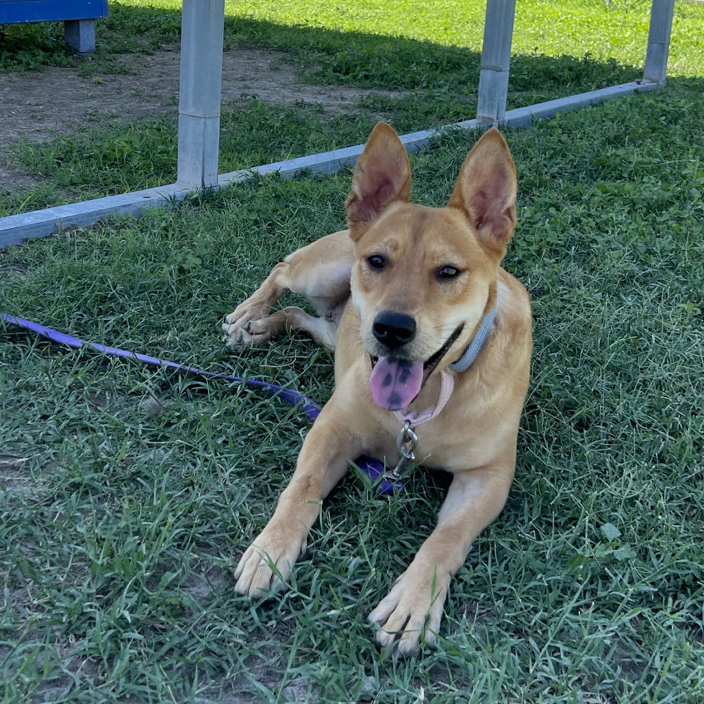 BERNICE - Shepherd available for adoption