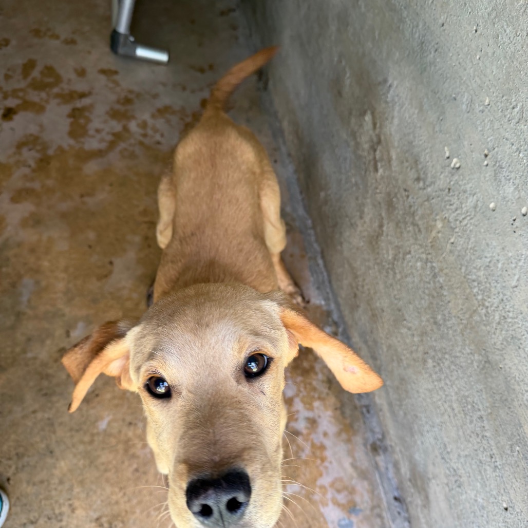 Tusc Stray 83763 2 3