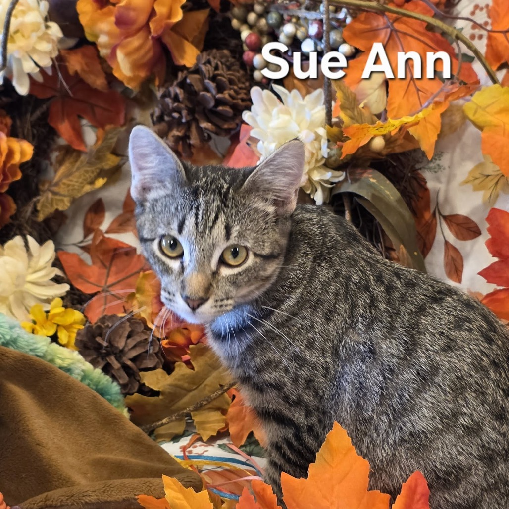 SUE ANN, photo 4
