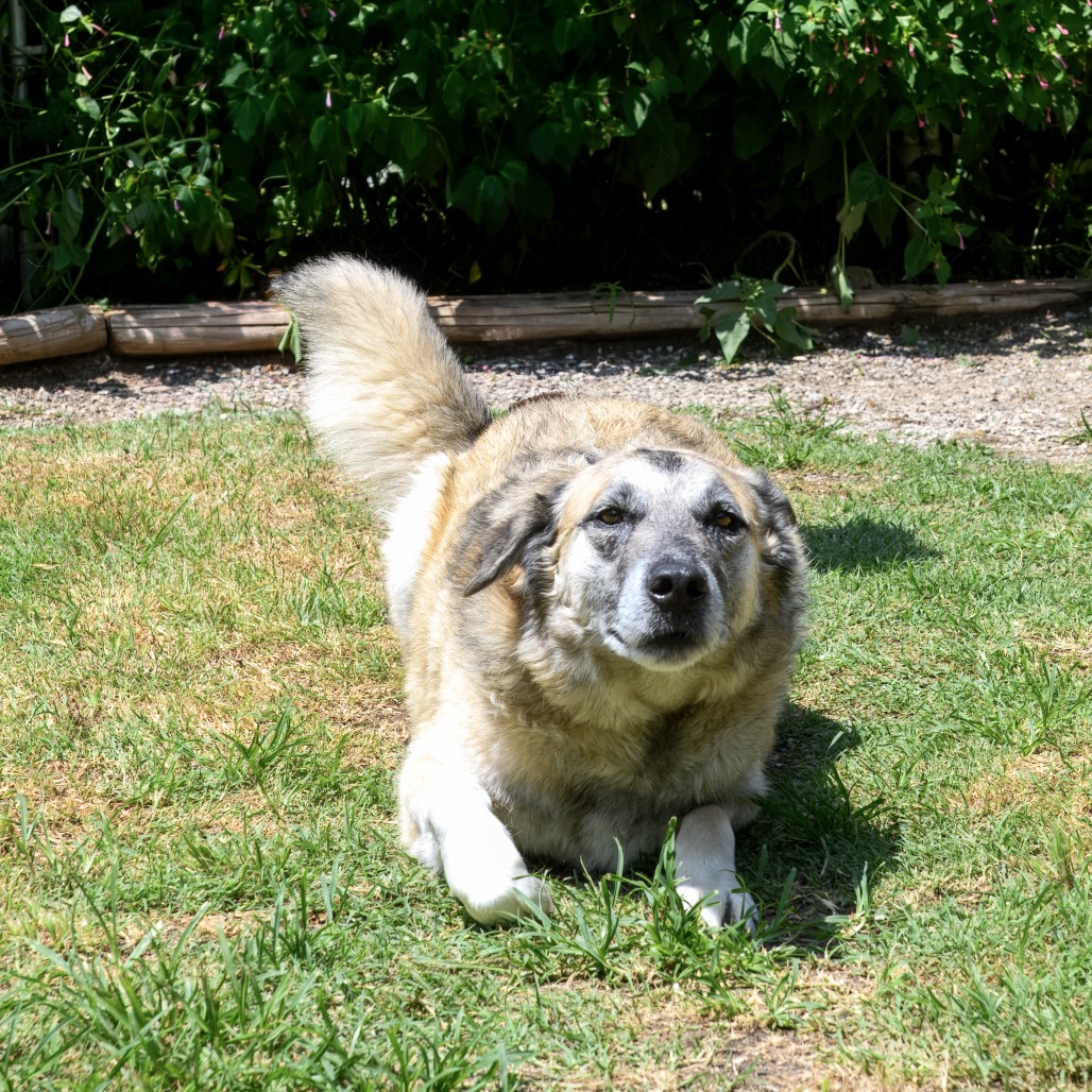 Samson, photo 10