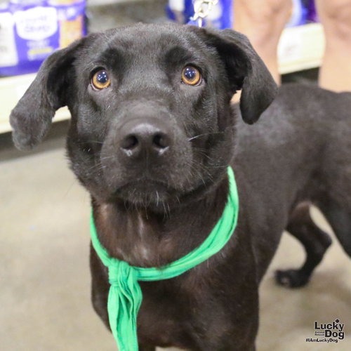 TUQUITA - Retriever, Labrador / Feist available for adoption
