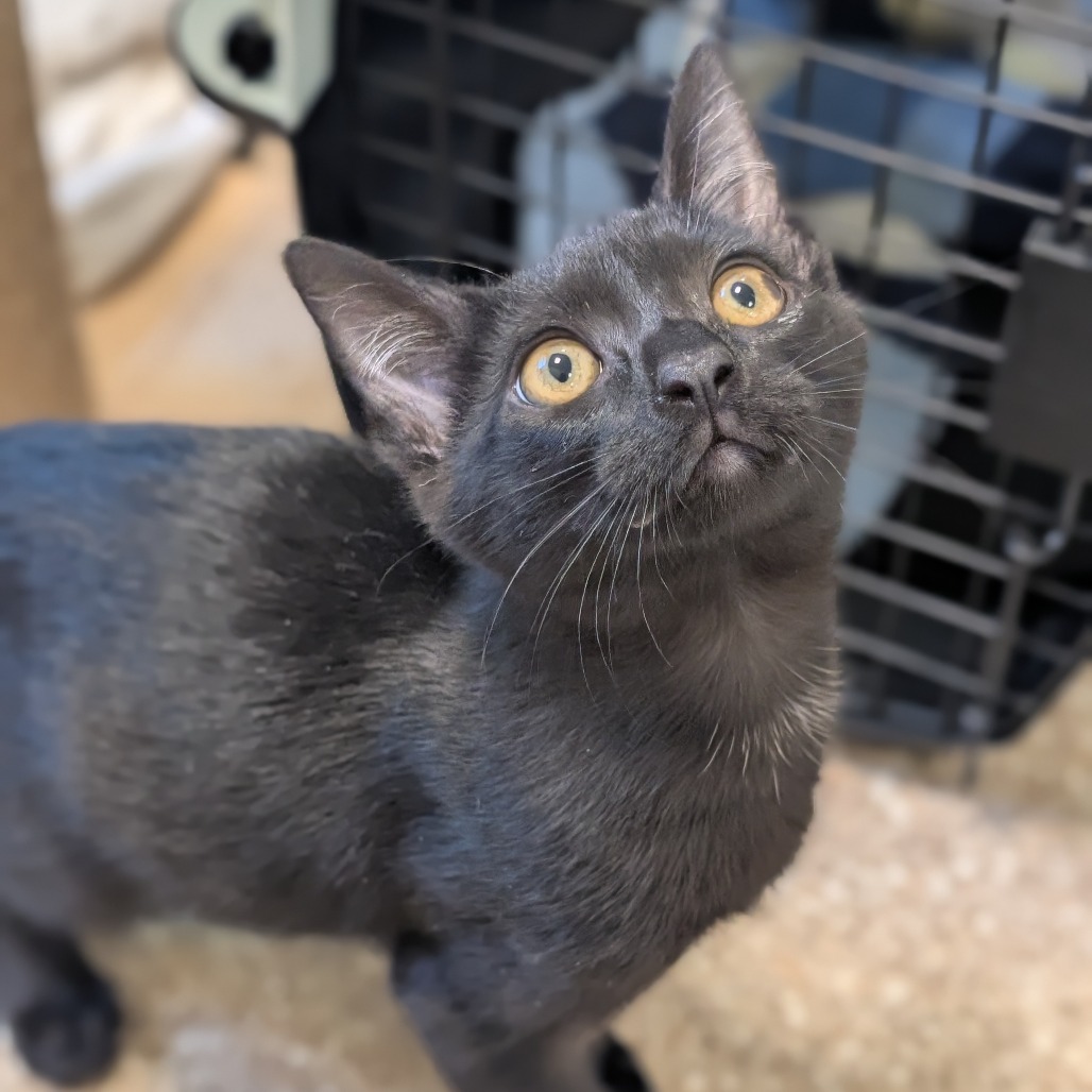 KILO - Domestic Shorthair available for adoption