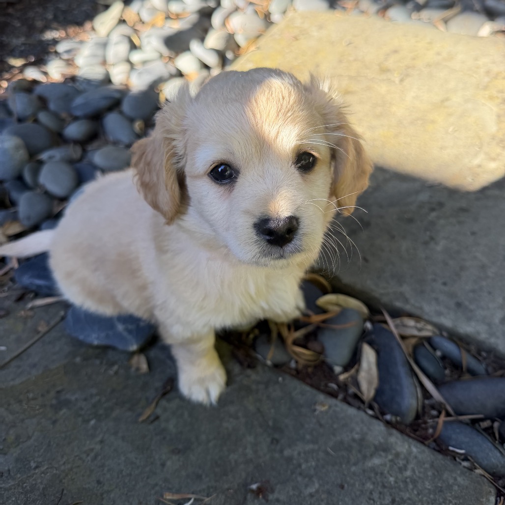 PRESLEY, photo 12