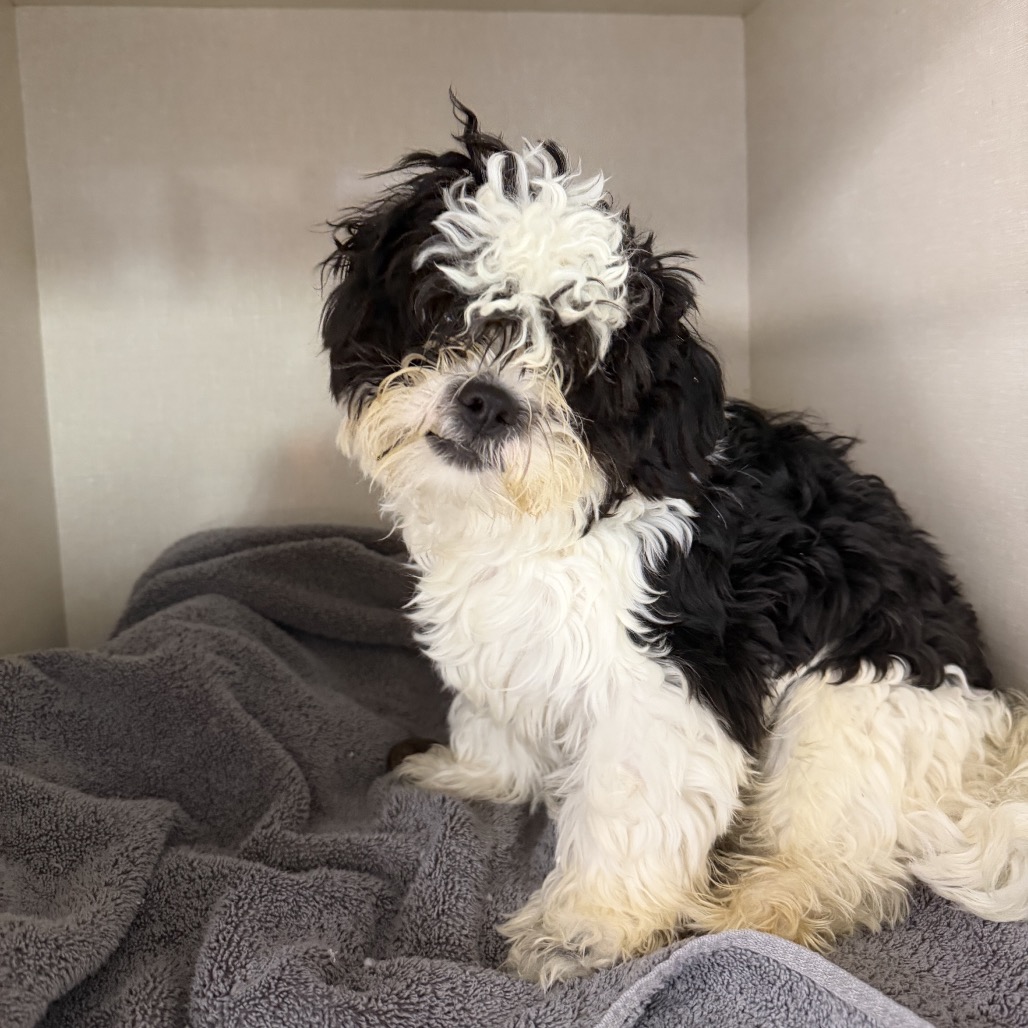 Shih Tzu