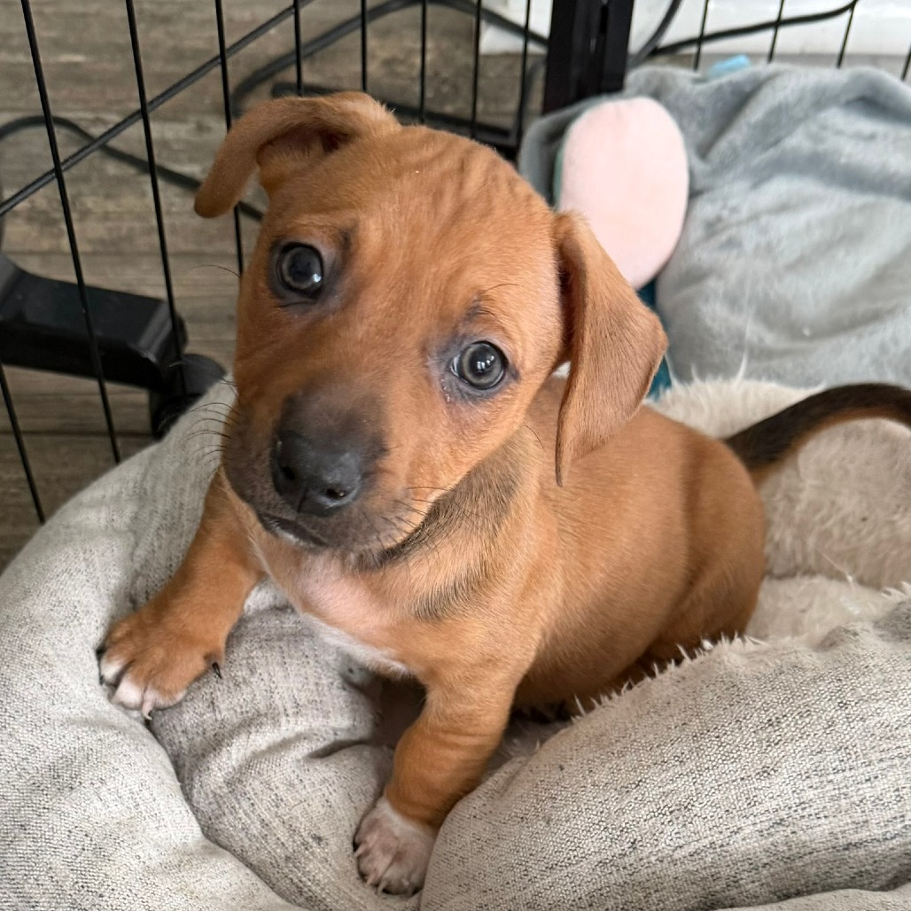 Peony's Pup- Finny — thumbnail 5