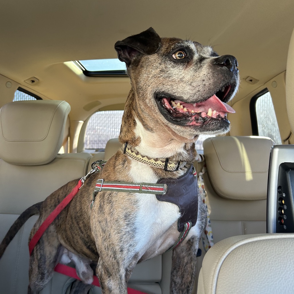 Tyson — thumbnail 5