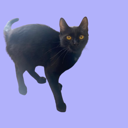 Tusc Stray 81889