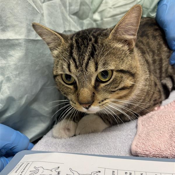 BEAUFORT - Domestic Shorthair available for adoption