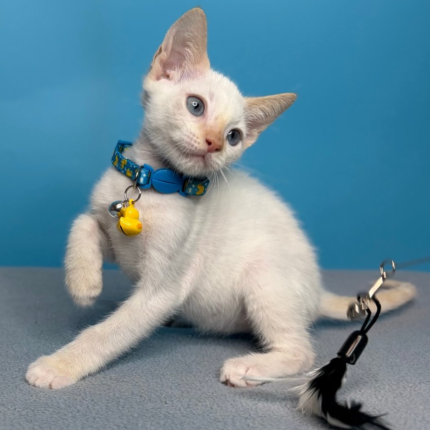 OLIVER - Siamese available for adoption