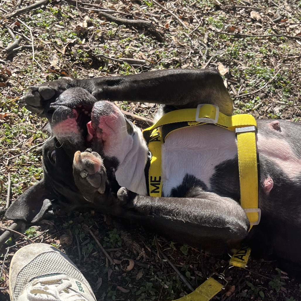 Whimsy Lou — thumbnail 3