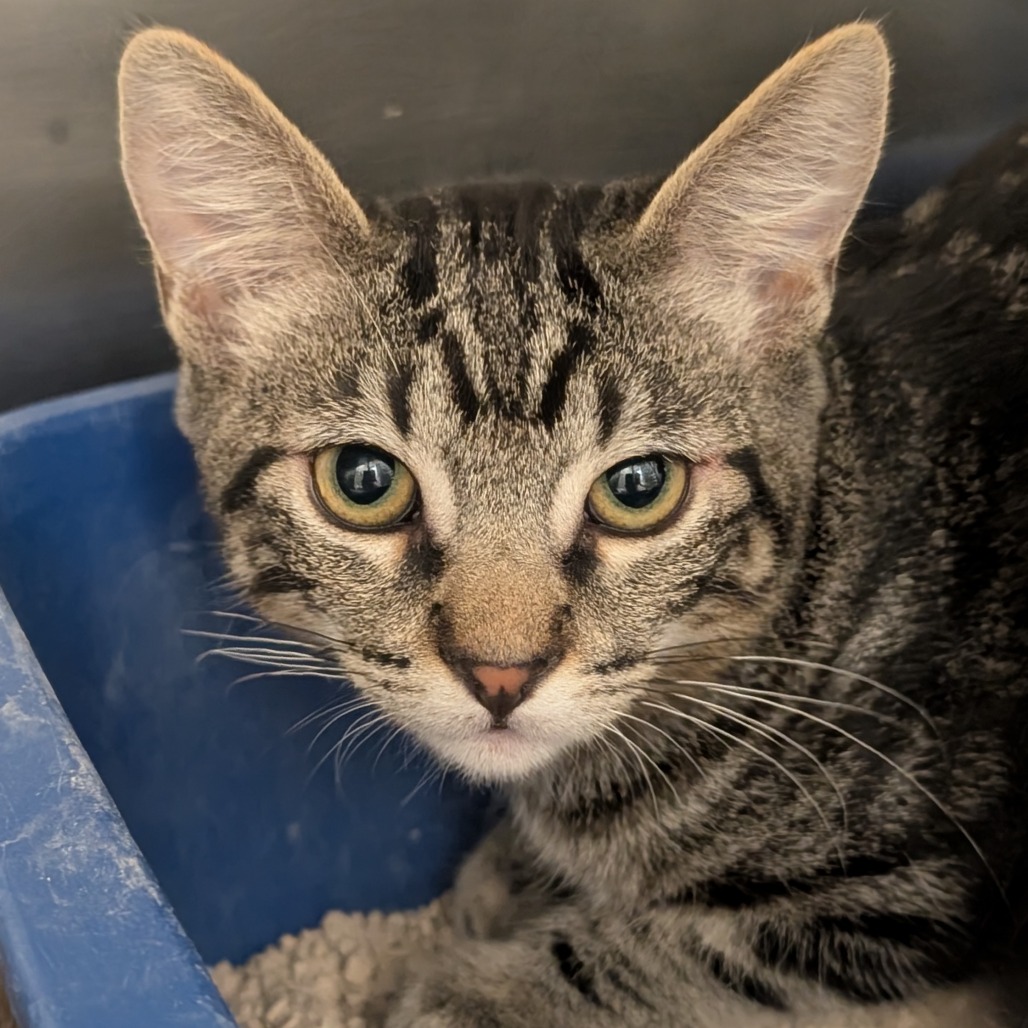 BOCH - Domestic Shorthair available for adoption