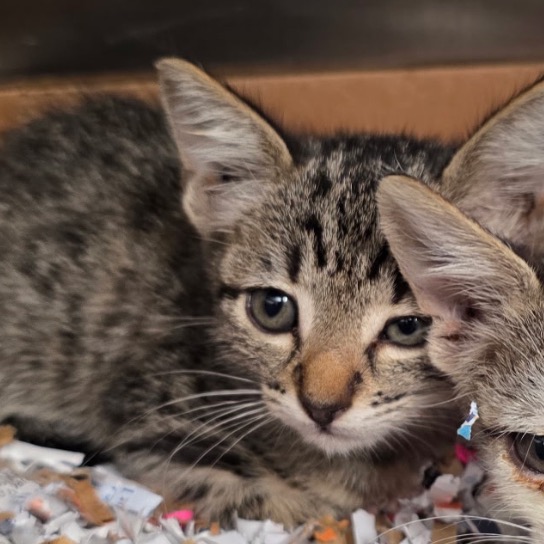 APRIL - Domestic Shorthair available for adoption