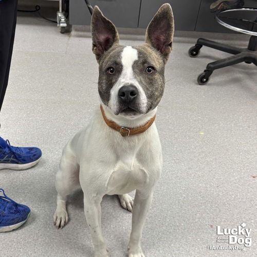 JAGGER - Terrier / Mix available for adoption