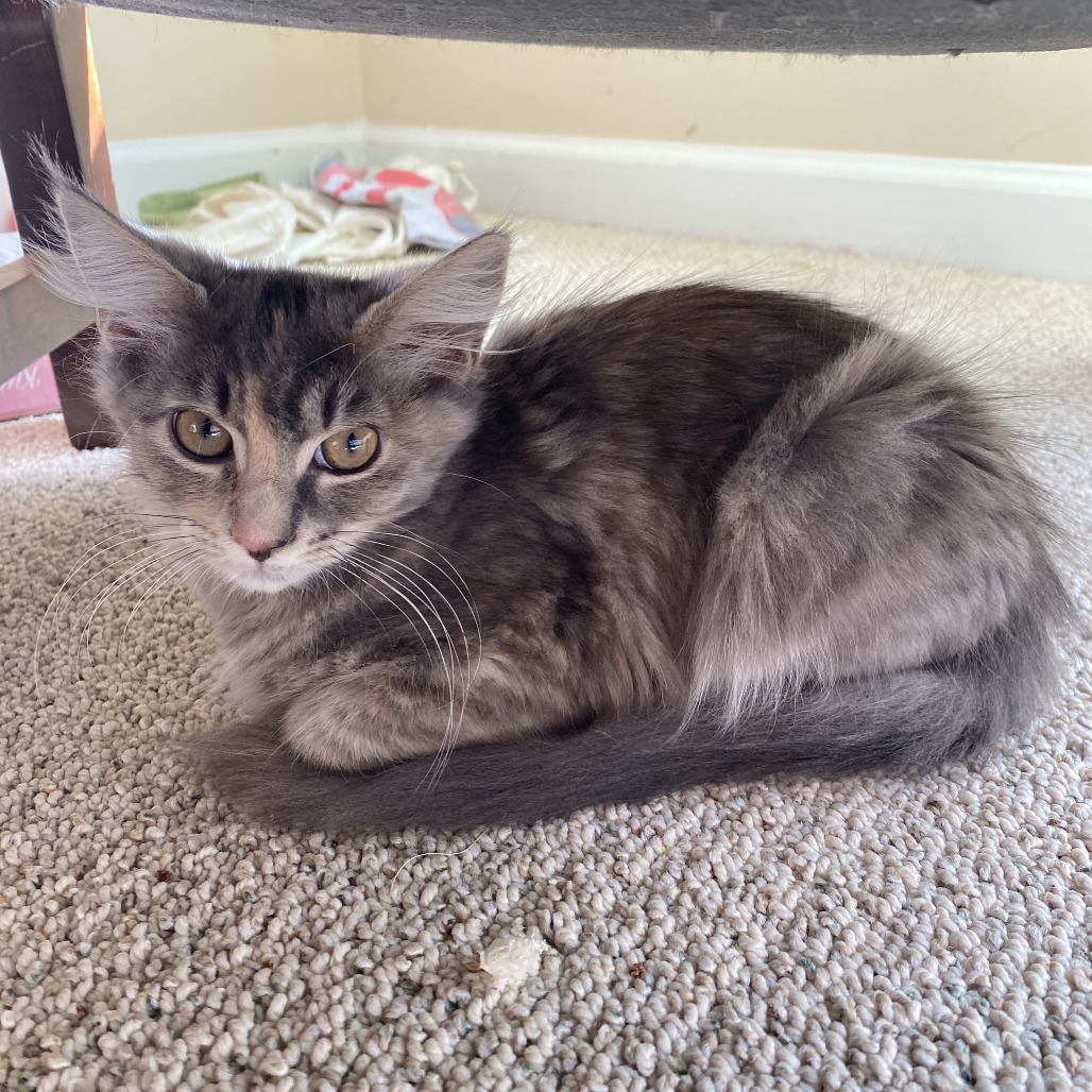 CHAI - Domestic Medium Hair available for adoption