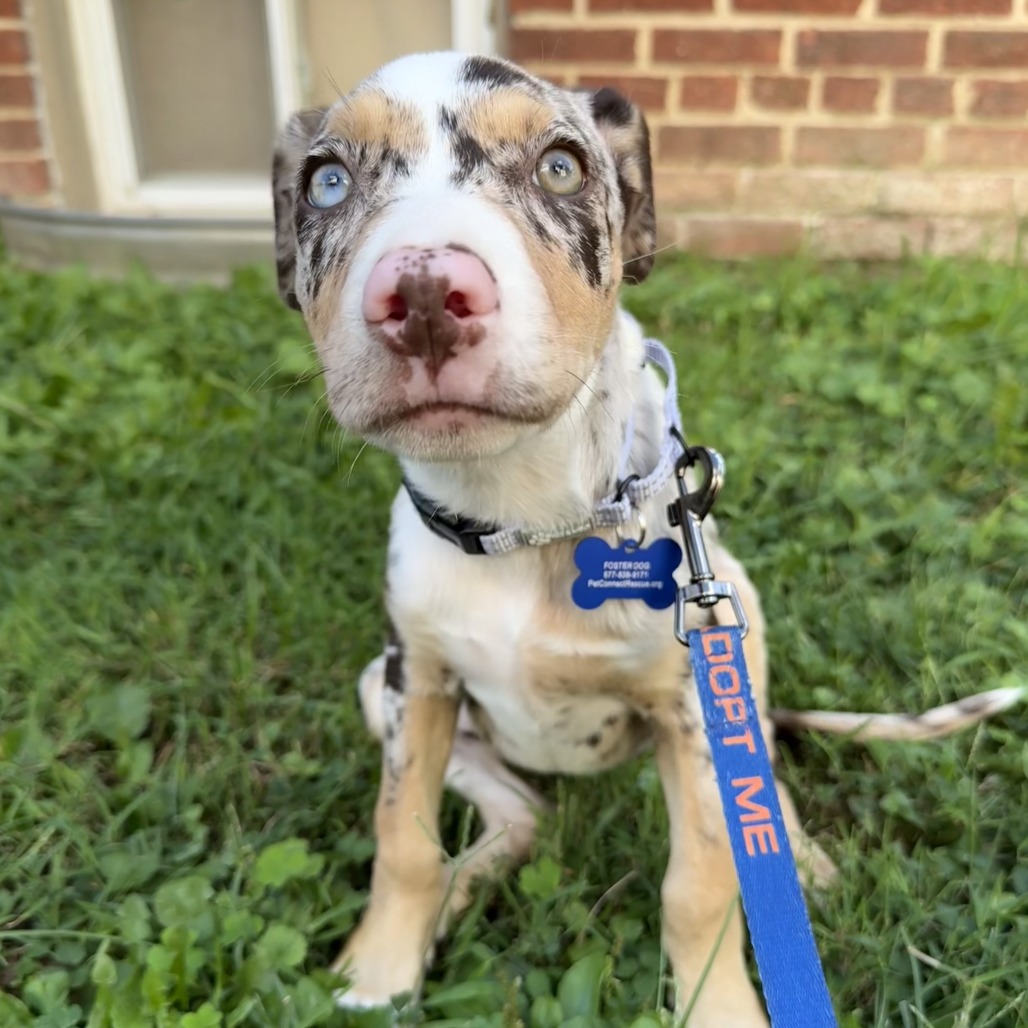 CALYPSO - Shepherd, Australian / Shepherd, German available for adoption