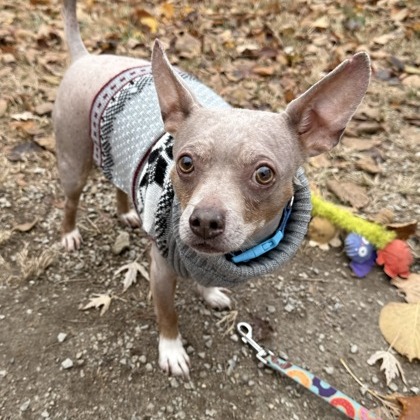 Bratwurst — thumbnail 7