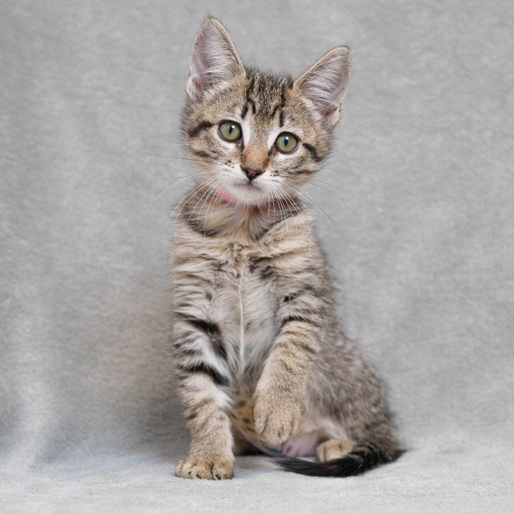 CIABATTA (PINK) - Domestic Shorthair for adoption in Sunnyvale