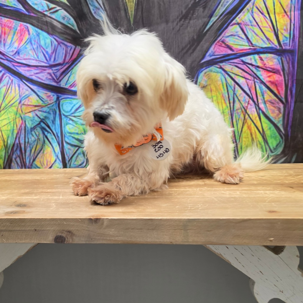 Spud, photo 5