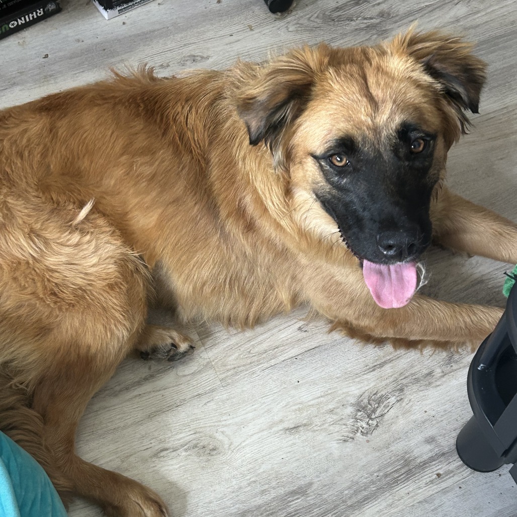 Nashua - FOSTER OR ADOPTER NEEDED