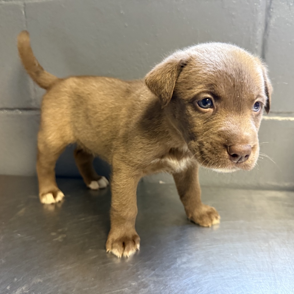 Tusc Stray 84534 2 3 4