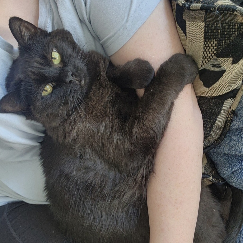BABY GIRL - Domestic Shorthair available for adoption