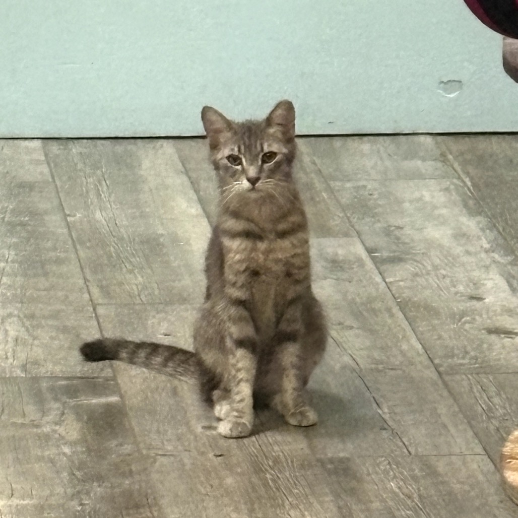 Photo of Juniper