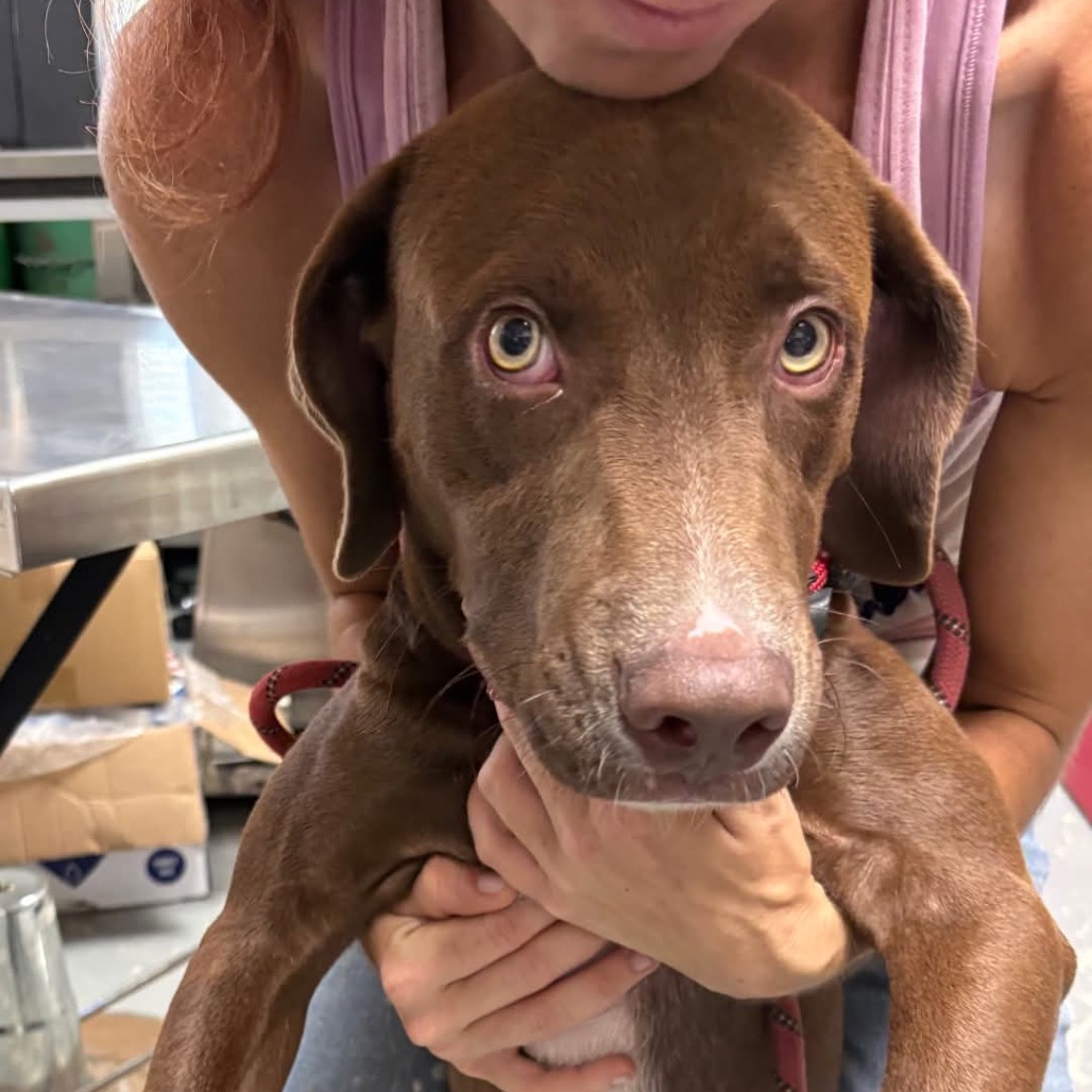 Flash FKA Hershey, an adoptable Retriever, Labrador/Mix