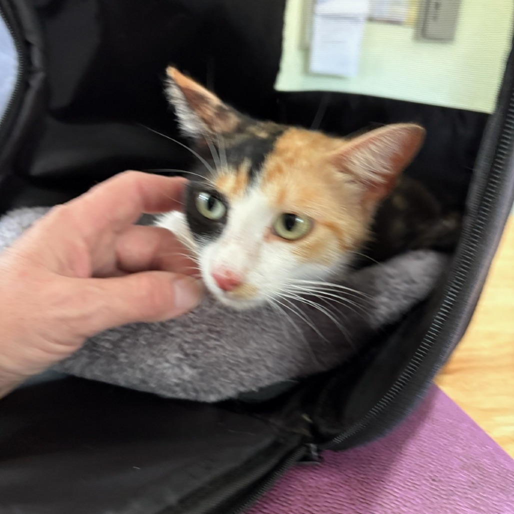 Peaches, photo 2