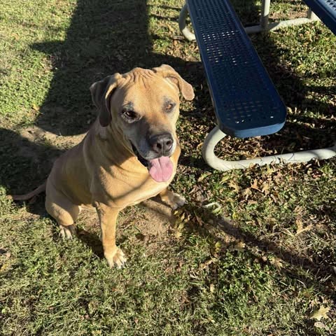Photo of Horus Aka Samson