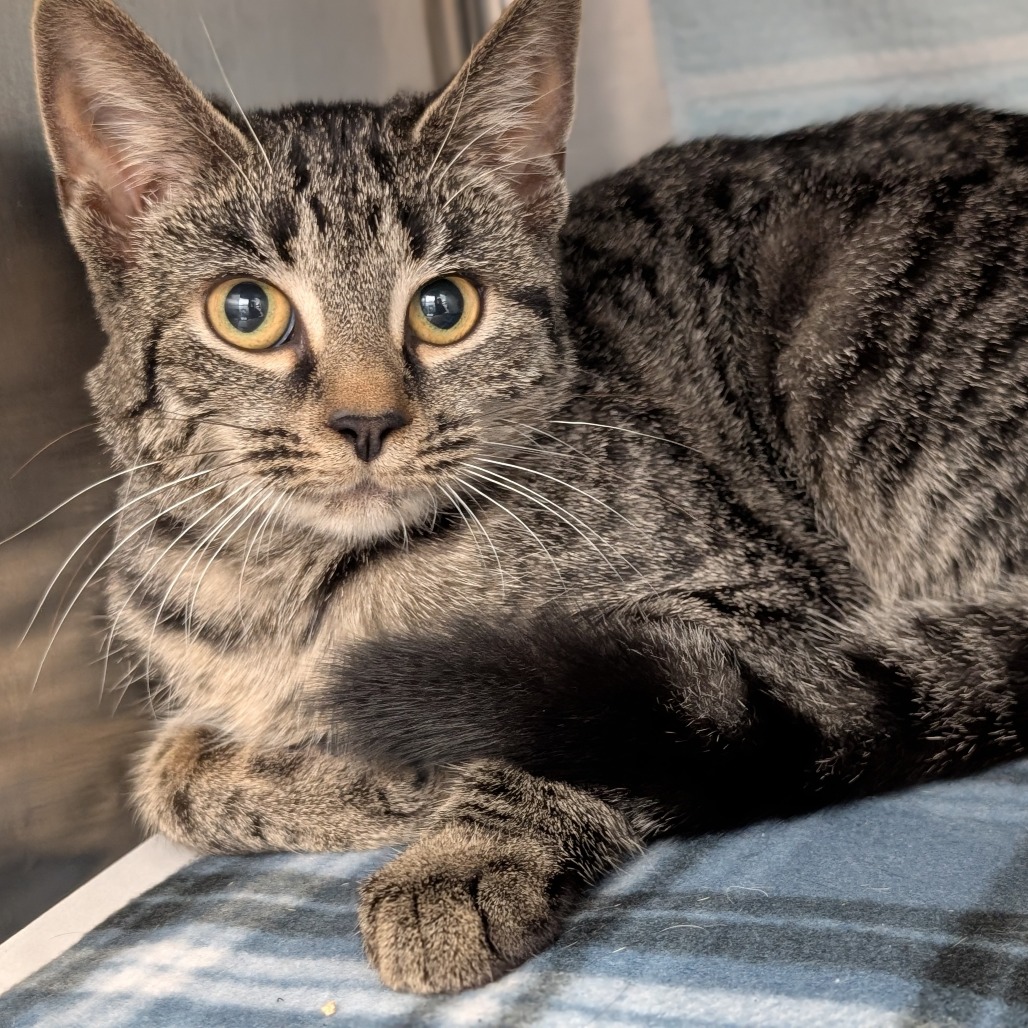 Photo of Bossanova 3