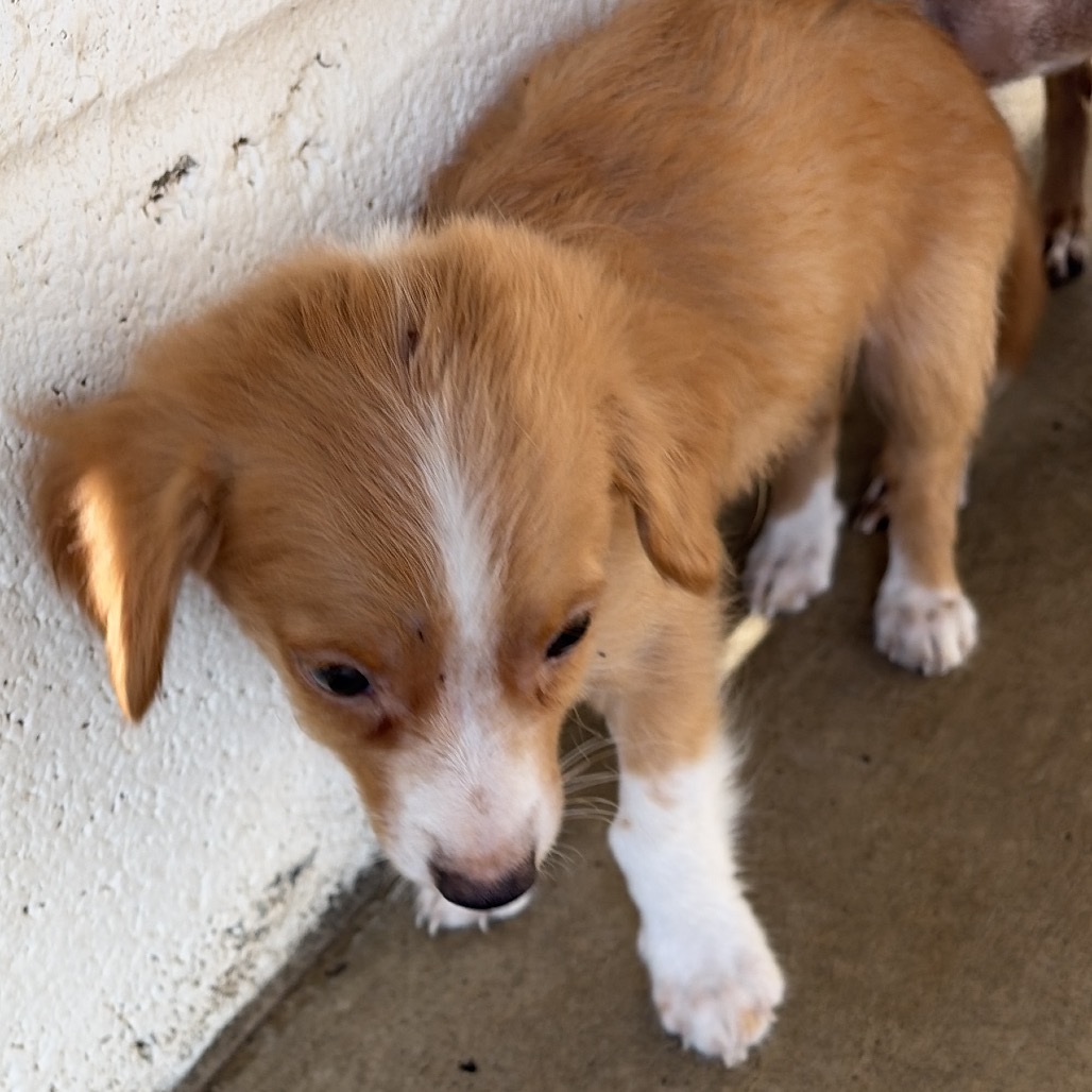 NIKO - Chihuahua / Mixed Breed (Small) available for adoption