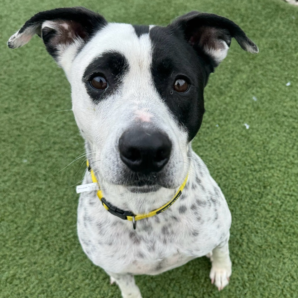 Moses — thumbnail 3