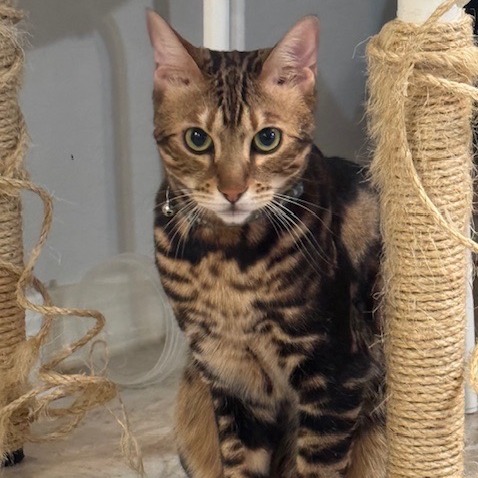 Frankie