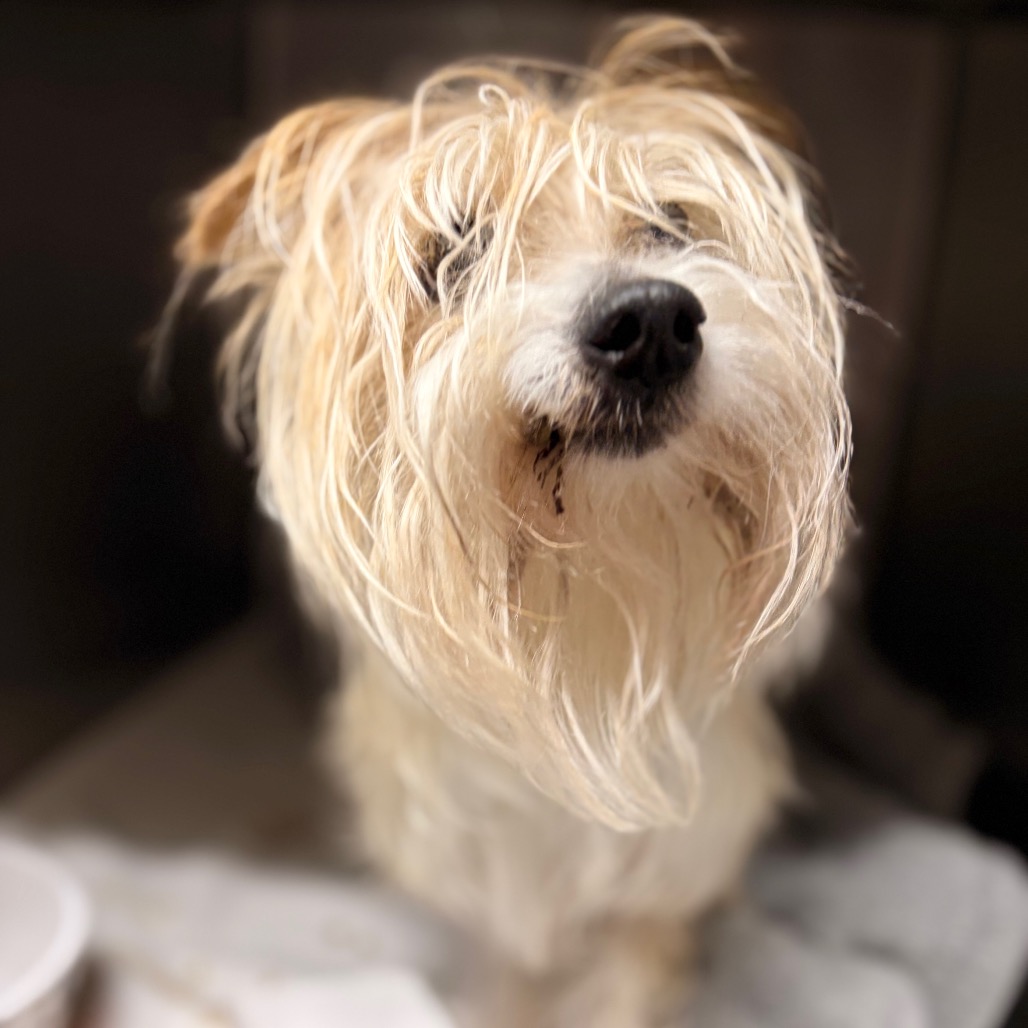 Terrier