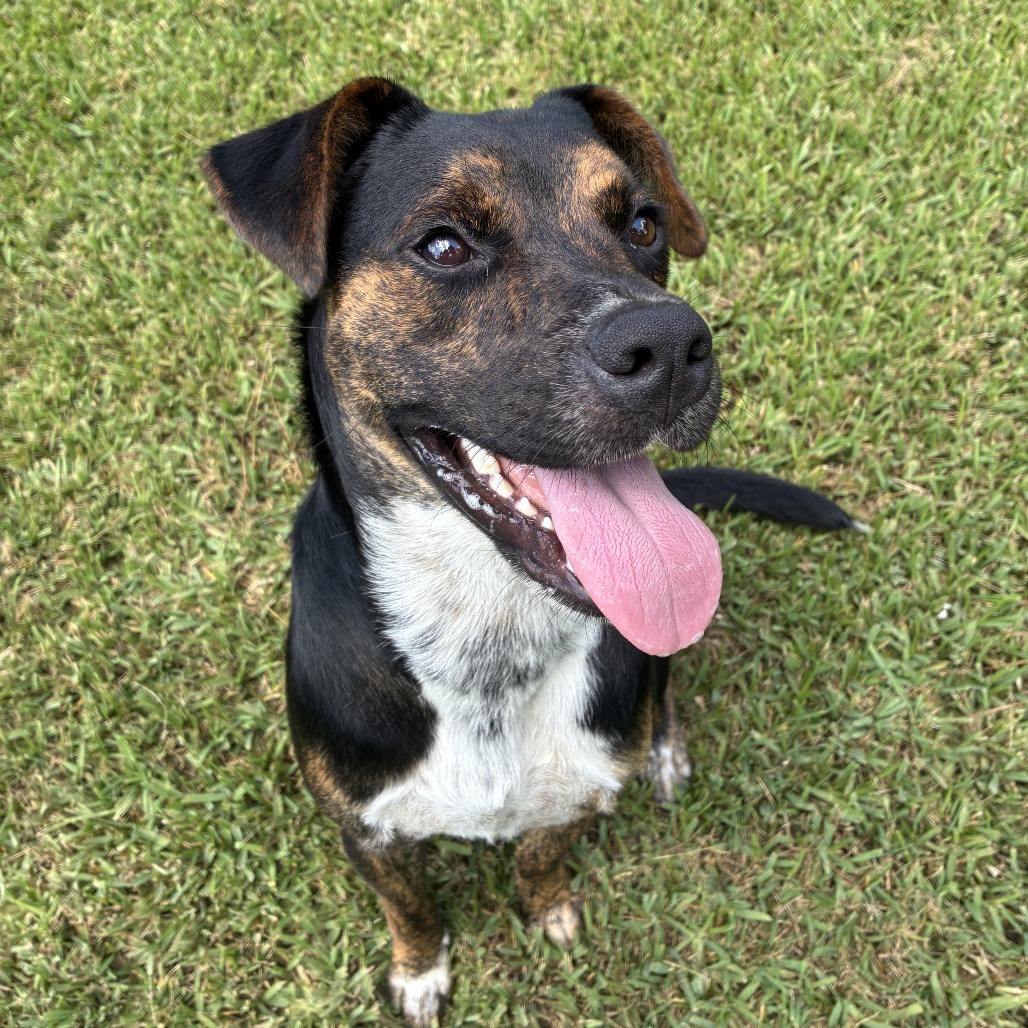 TOMMY - Mixed Breed (Medium) available for adoption