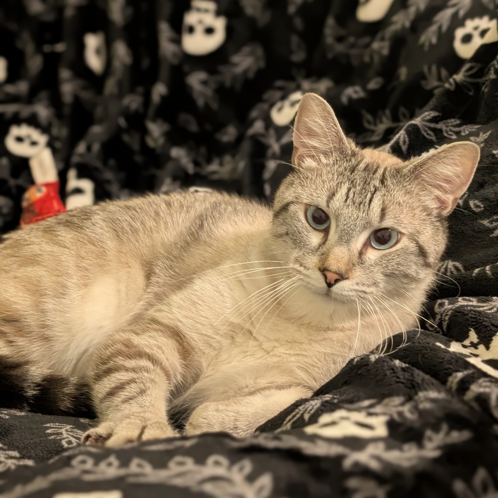 Milo, photo 9