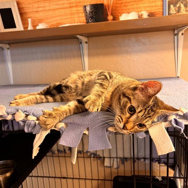 Charlee: Male 6 American Shorthair